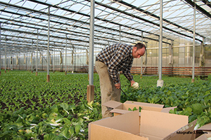 Tuinder schenkt deel paksoi oogst